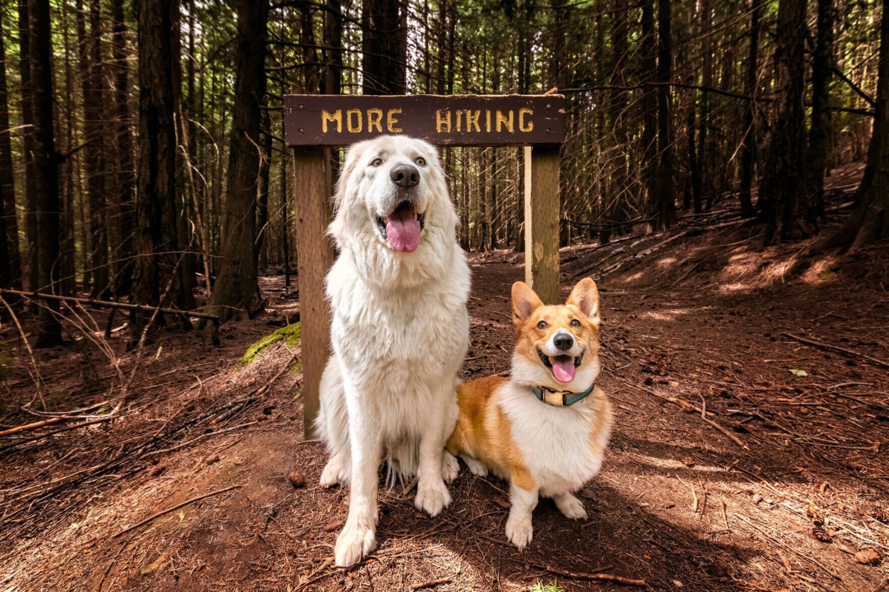 It's for the dogs